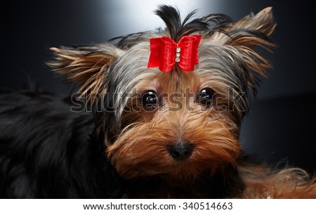 York puppy with red bow tie in his head.