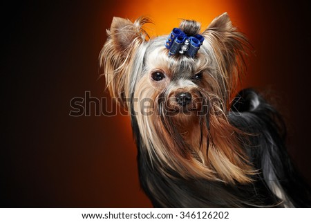 Close up portrait of york small dog.