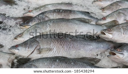 Fresh Silver perch fish on ice