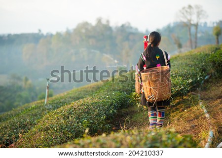 Woman from Thailand breaks tea leaves on tea