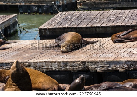 The sea lions sleeping on the piers in San Francisco