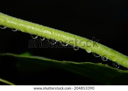Raindrops on green vine