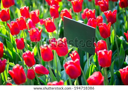 Lot of summer tulips in the garden with signboard mockup ready for branding identity and  hipster logo drawing