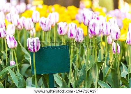 Lot of summer tulips in the garden with signboard mockup ready for branding identity and  hipster logo drawing