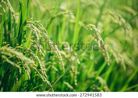 Closeup of fresh ripe asian rice at big rice fields in Japan