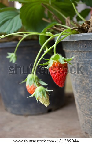 ripe strawberry in a strawberry tree