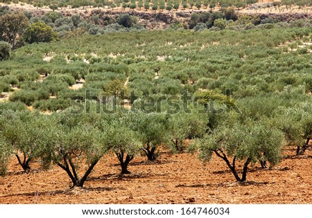 Olive trees, planted trees in the plantation in Greece, Crete.