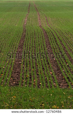 stock photo : Green grain field, early spring