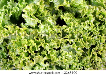 green lettuce background