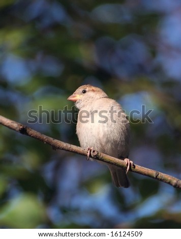Bird singing on the twig