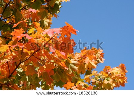 Red-yellow leaves on blue sky
