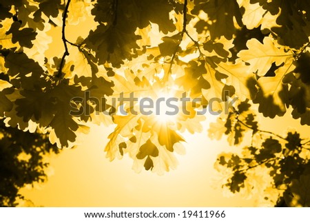 Yellow\'s Autumn -leaves of oak and the sun