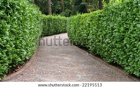 stone pathway, between green hedge