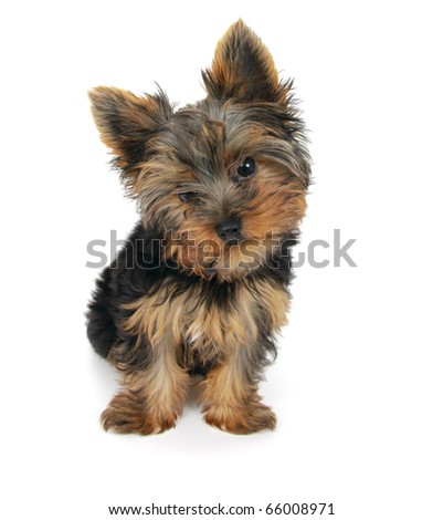 Puppy Yorkshire Terrier