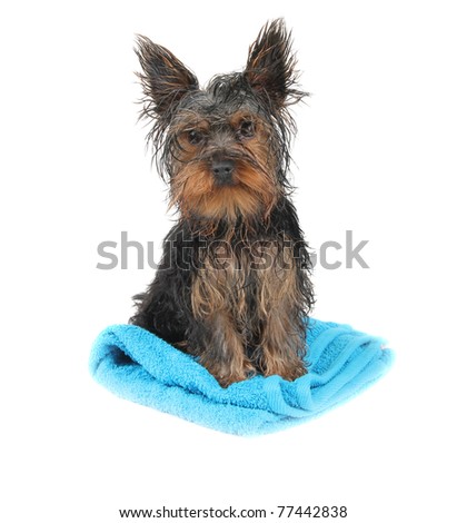 Wet dog on blue towel