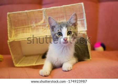 White kitten with gray spots, and getting out of the box