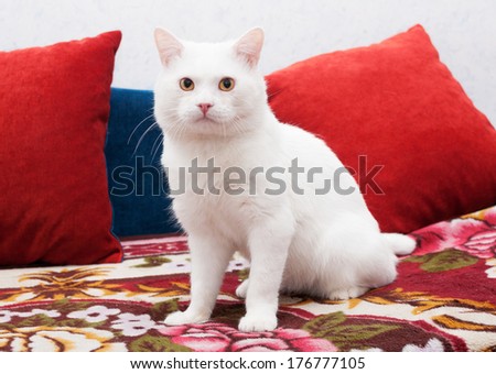 White cat sitting on a colorful bedspread, surrounded by red pillows