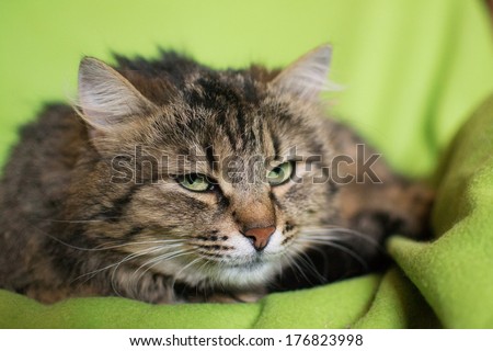 Siberian cat with mysterious eyes on a green background