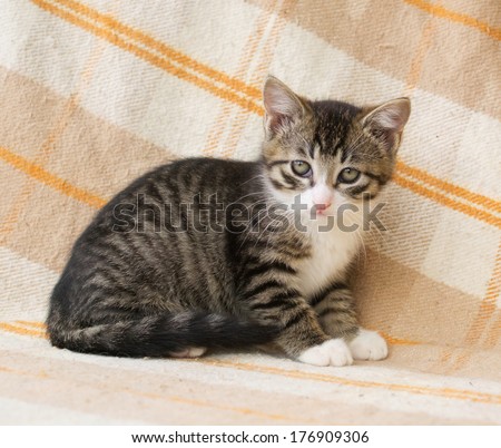 Striped kitten with sad eyes against the checkered plaid