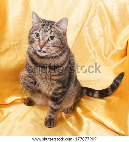 Tabby cat with green eyes sitting with his tongue out and lifted the front paw on yellow background