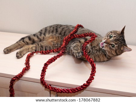 Tabby cat playing with red Christmas tree garland, his tongue