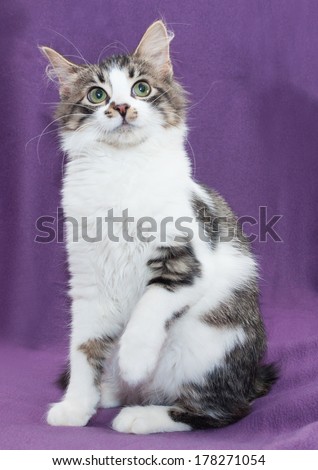 White and gray spotted kitten sitting looking up frightened on purple background