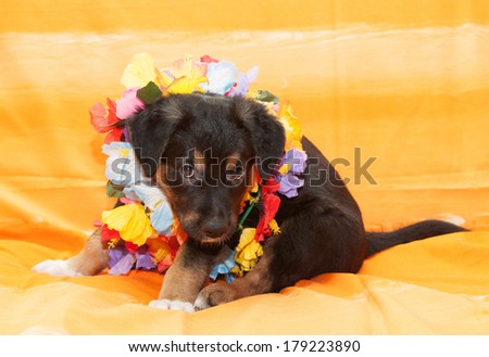 Small black puppy with brown markings plays on orange background with Hawaiian wreath around his neck