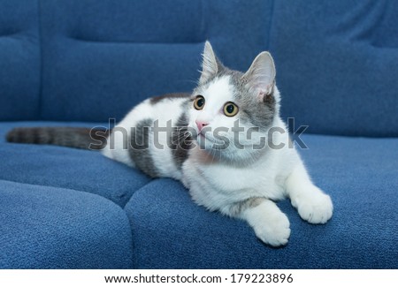 Teenage white kitten is looking up, against blue sofa