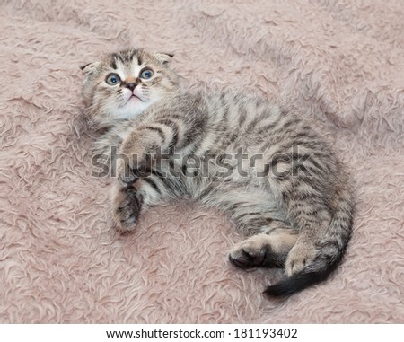Small tabby kitten Scottish Fold is fearfully looking up, on background of brown faux fur