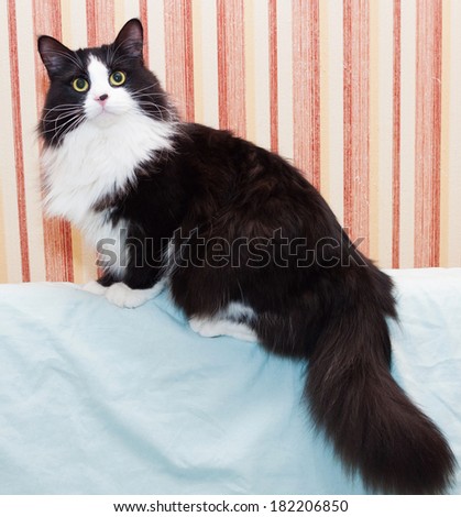 Fluffy black and white cat sitting on sofa