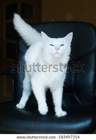 White cat with blue eyes and bushy tail, eyes narrowed and sniffs the air