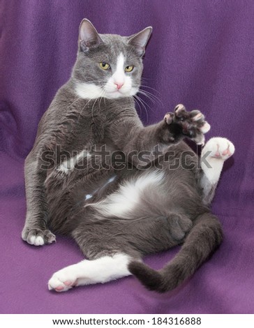 Gray cat with white spots sitting outstretched paw with claws, on purple background