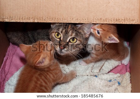 Tricolor striped cat with her kittens in cardboard box