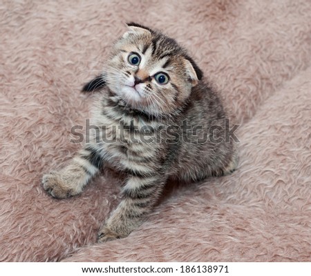Small tabby kitten Scottish Fold at the background of brown faux fur