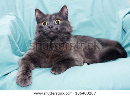 Fluffy smoky black cat with yellow eyes on light green background