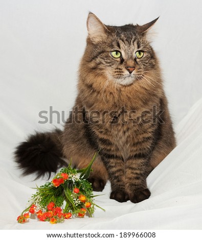Striped fluffy Siberian cat with green eyes sitting on gray background
