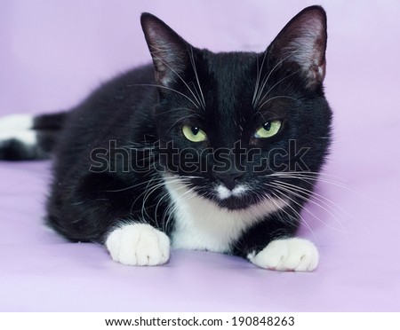 Black and white cat with green eyes lying on purple background