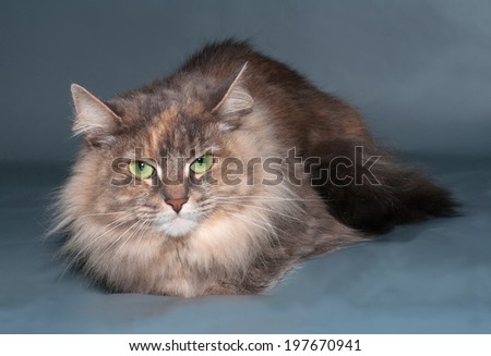Tricolor fluffy cat with green eyes lying on gray background