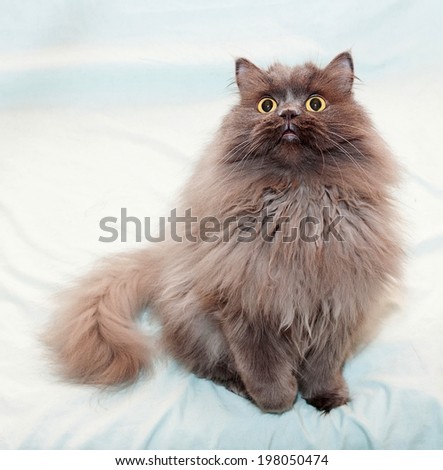 Fluffy, long-haired cat with yellow eyes sitting with paw raised on pale green background