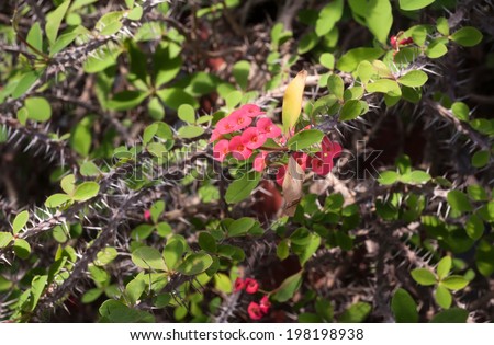 Small red tropical flowers on barbed branches