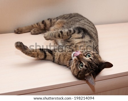 Tabby cat lies tongue hanging on cupboard