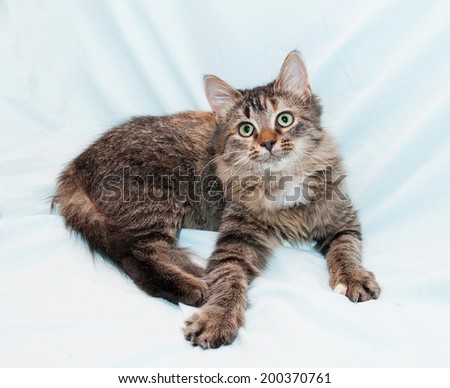 Fluffy Siberian kitten looking up, stretched his front paws on white background