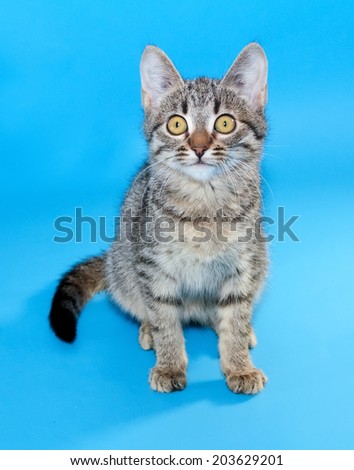 Tabby kitten with yellow eyes sitting on blue background