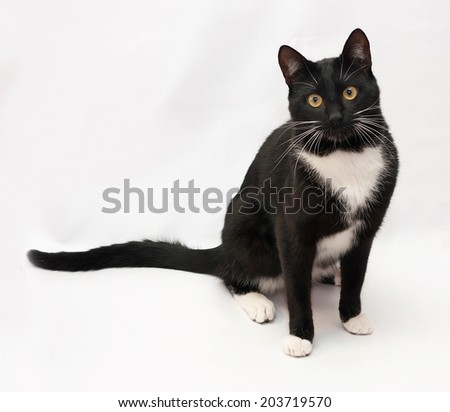 Black and white cat sitting on gray background