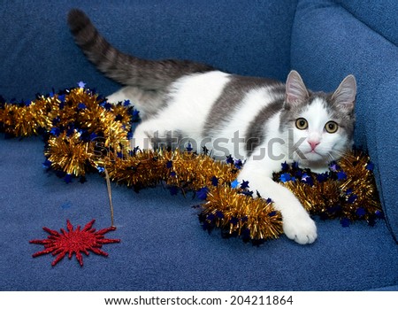 White kitten with gray spots playing with golden Christmas garland with stars
