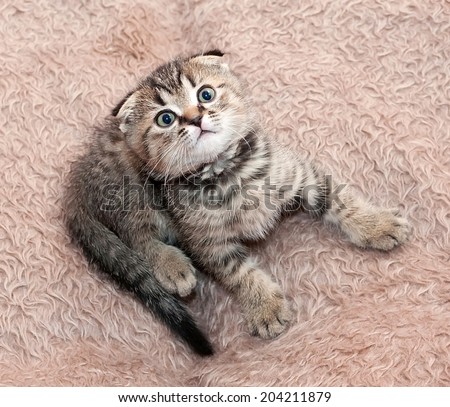 Small tabby kitten Scottish Fold sitting, staring up at the background of brown faux fur
