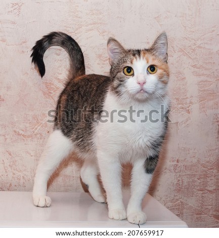 Three-colored tabby cat with yellow eyes standing and looking up arching tail