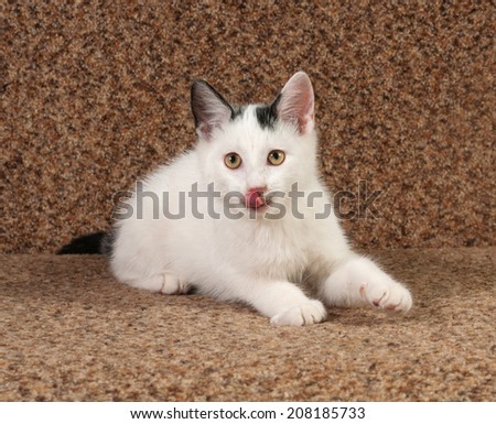 White kitten with black spots lying on couch