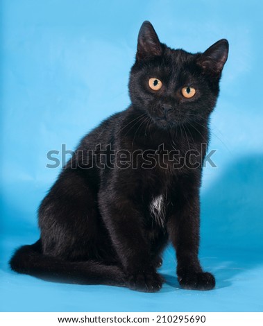 Black cat with yellow eyes sitting on blue background