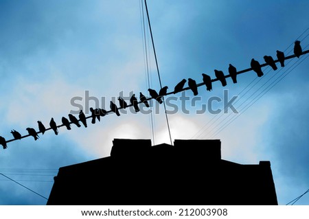 Birds sitting on wire stretched between houses in the yard